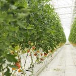 محصولات پرطرفدار برای کشت گلخانه ای