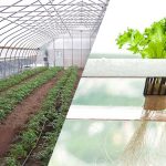 کشت هیدروپونیک در برابر کشت خاکی