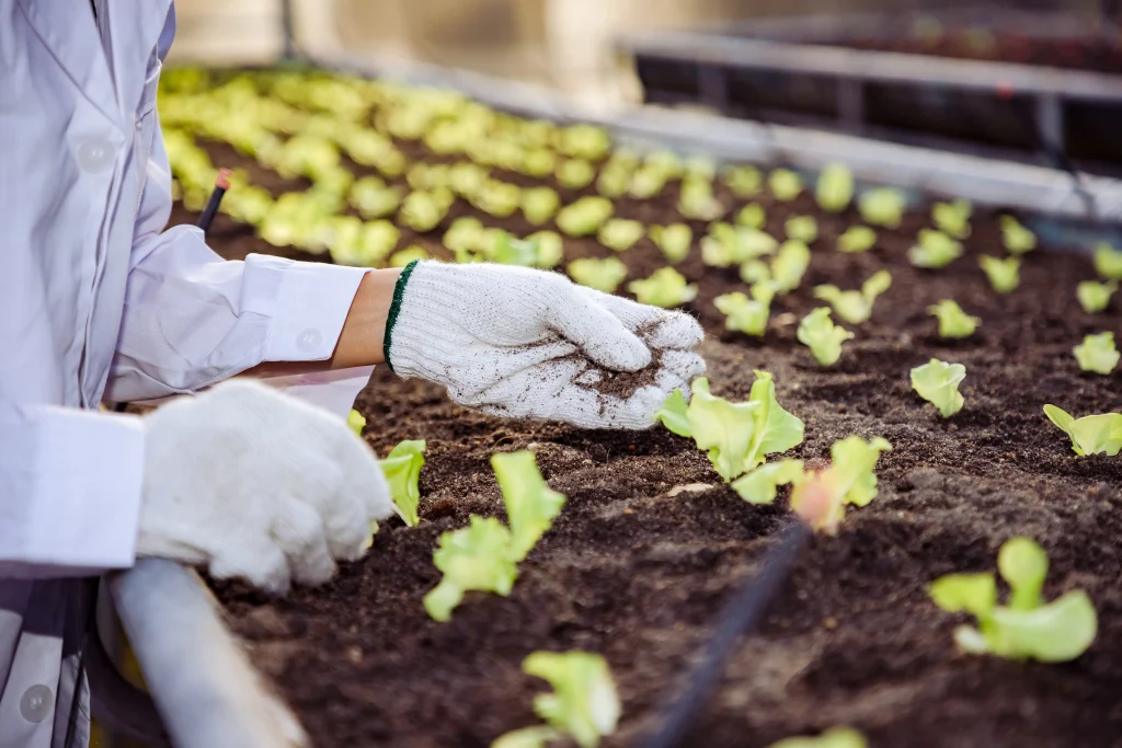 دانه - برند هوریزون - شرکت بین المللی تولیدی بازرگانی یاشیل فرتاک ارس