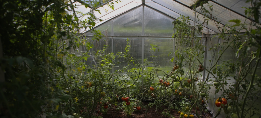 کشت محصولات گلخانه‌ای هوریزون - شرکت بین المللی تولیدی بازرگانی یاشیل فرتاک ارس